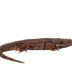 Oaxacana Spiny Tail Iguana