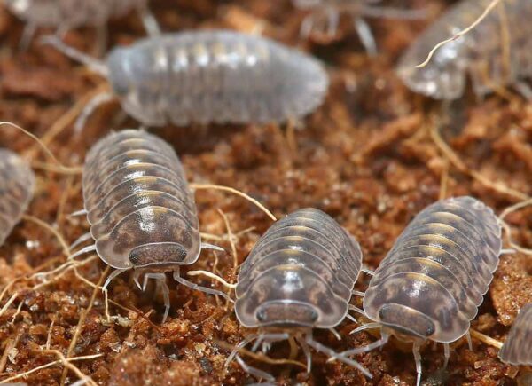 Plantin Tung Song Isopods