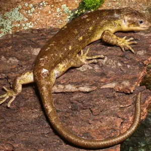 Monkey Tail Skink